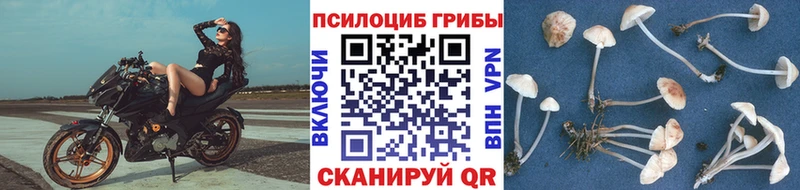 Купить  Пермь  Псилоцибиновые грибы MAGIC MUSHROOMS 